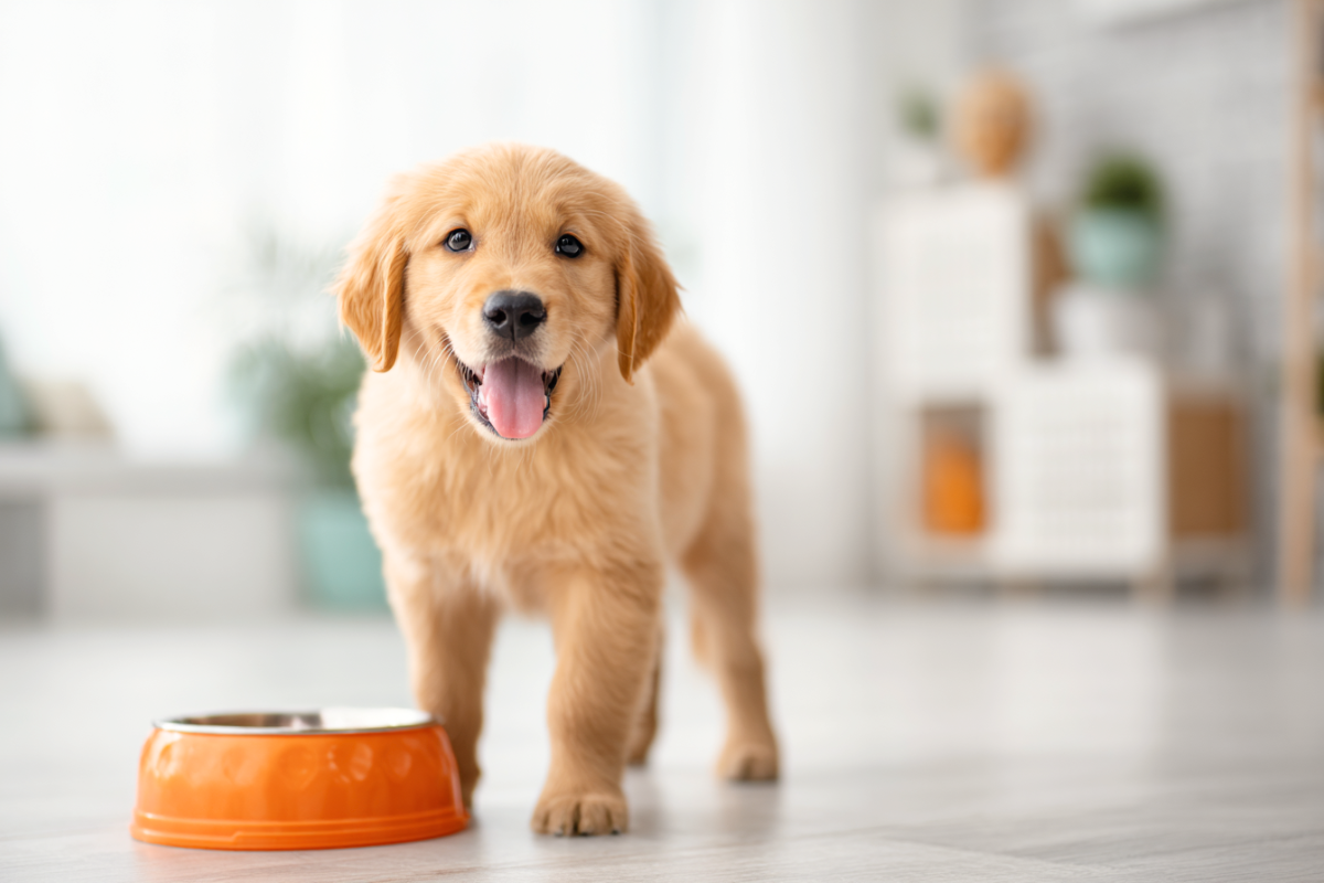 Mokra karma dla szczeniaka. Jak wybrać tę najlepszą?