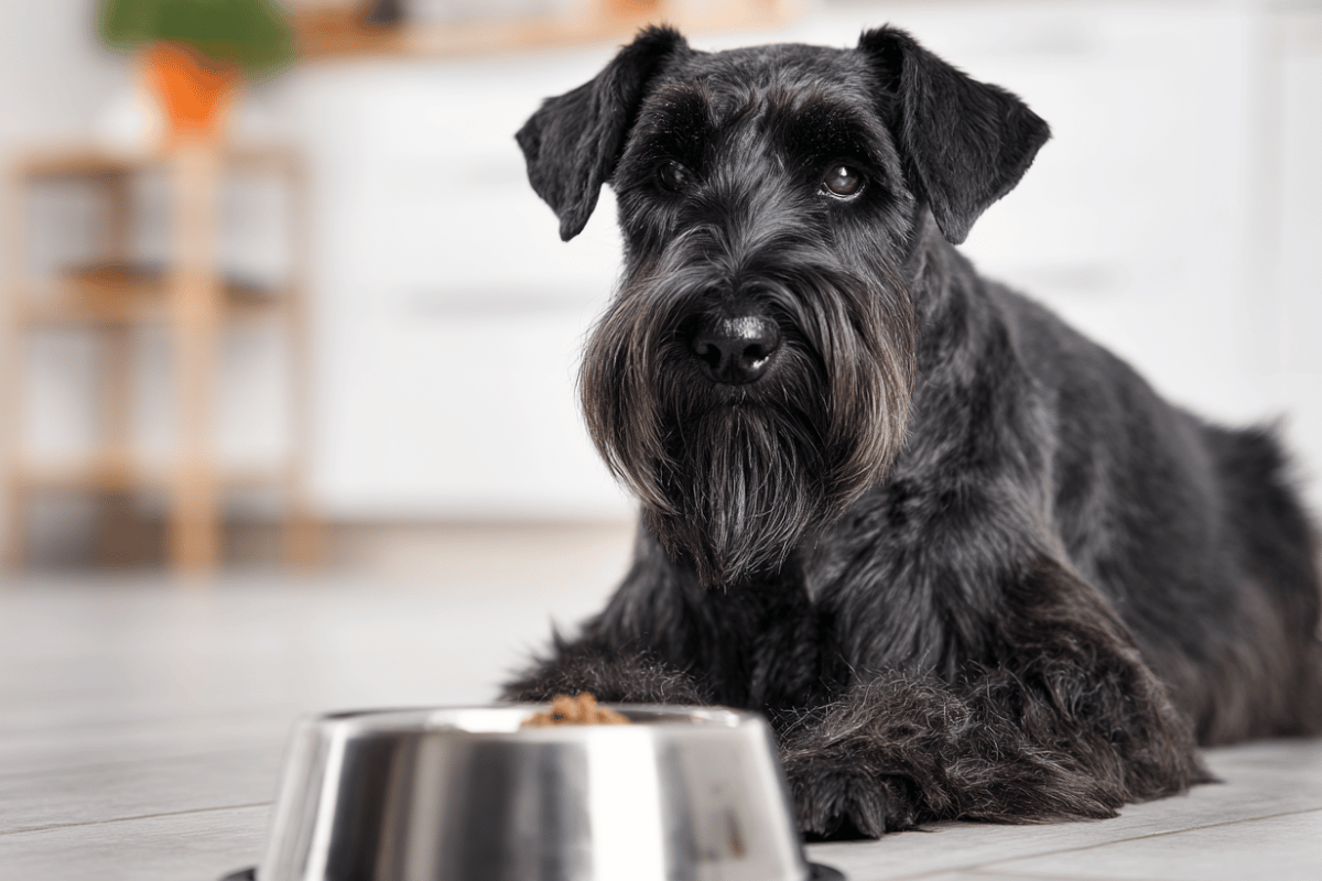 Mokra karma dla psa seniora. Jaką wybrać?